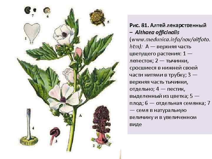 Алтей описание растения. алтей лекарственный (althaea officinalis)