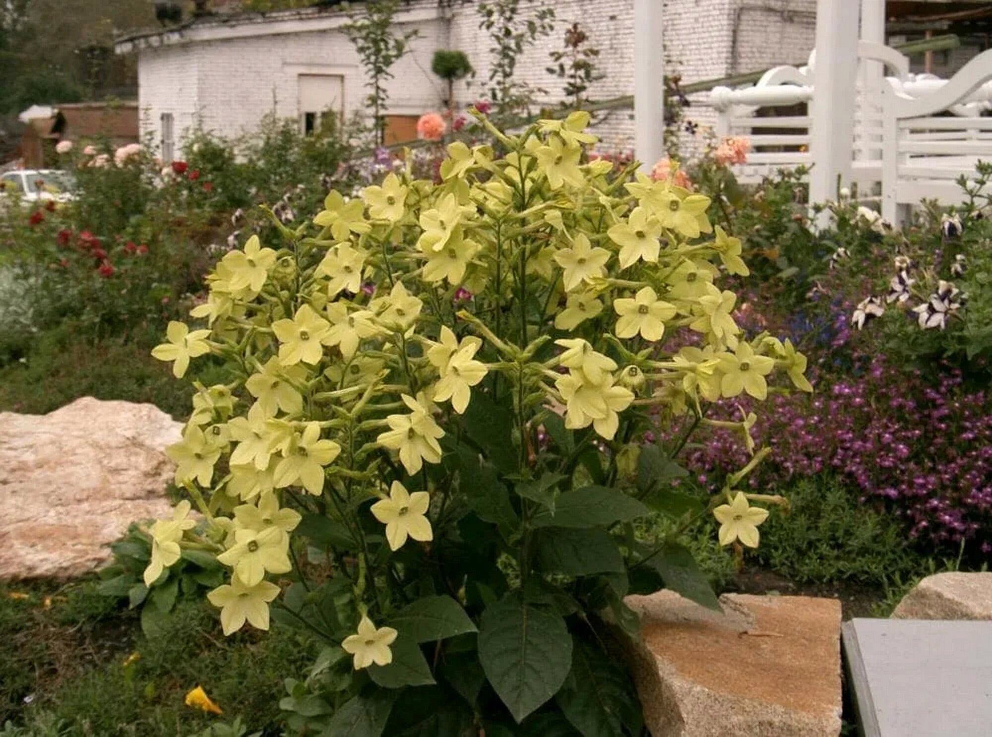 Выращивание декоративного табака, nicotiana sanderae - растения и уход.