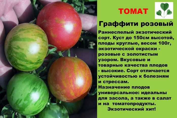 Томат арбузный: описание сорта, отзывы, фото, характеристика