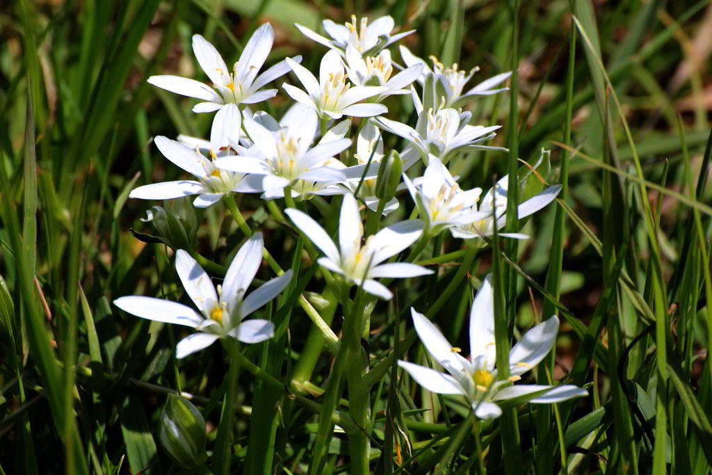 Венечник ветвистый, или антерикум (anthericum ramosum)