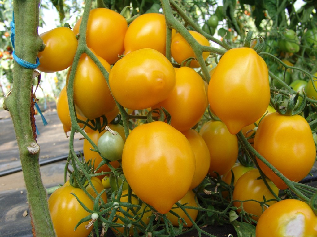 Томат чудо: отзывы, фото, урожайность, описание и характеристика | tomatland.ru