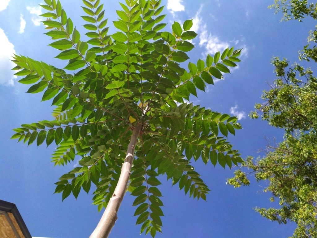 Айлант высочайший - ailanthus altissima - описание таксона - плантариум