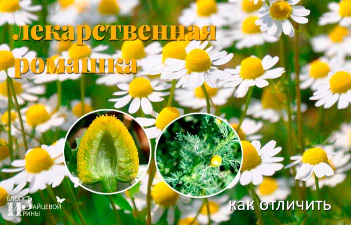 Ромашка | virtual laboratory wiki | fandom