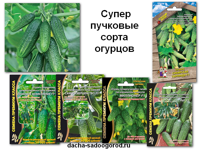 Какой миндаль можно выращивать в средней полосе?
