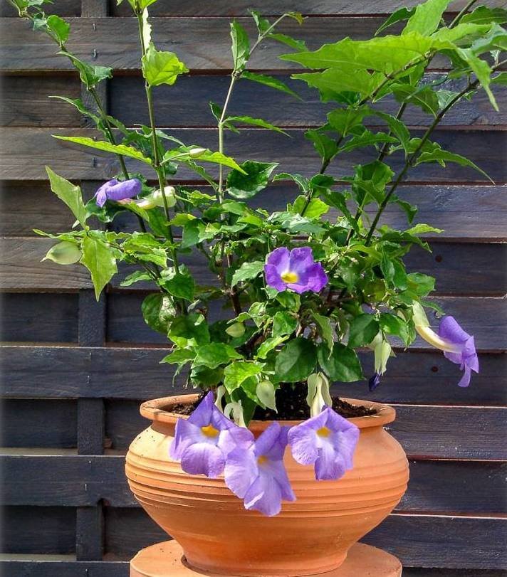 Тунбергия: выращивание и уход | pot flowers