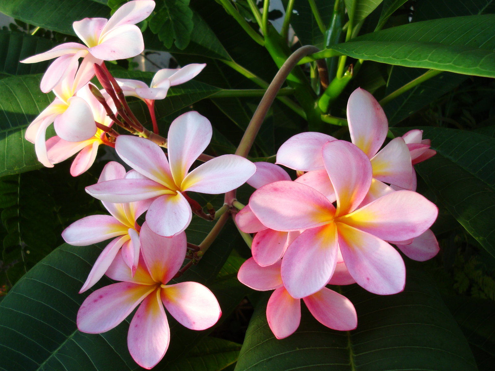 Плюмерия (plumeria): уход, фото, виды
