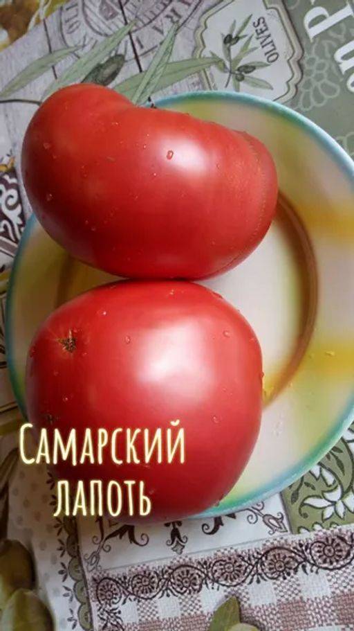 Описание лучших сортов томатов для самарской области