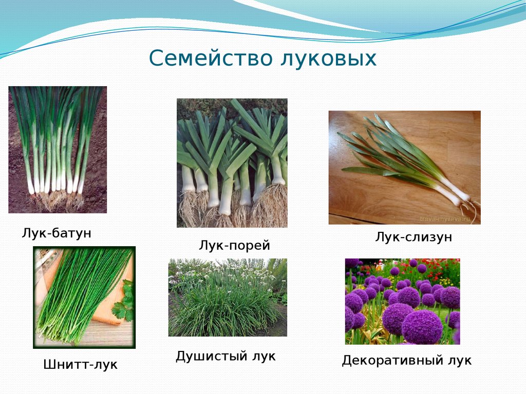 Альбука спиральная: описание с фото, выращивание и уход в домашних условиях