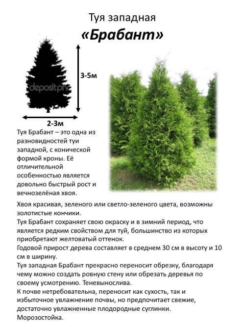Туя западная даника – натуральный шарик почти без обрезки