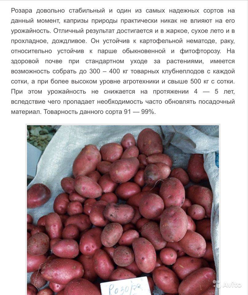 Картофель волат: описание сорта и характеристика, фото и отзывы