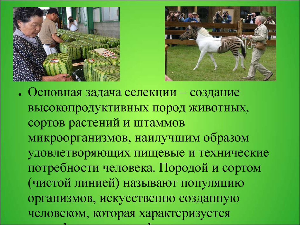 43 урожайных сорта картофеля: фото, характеристика в таблицах
