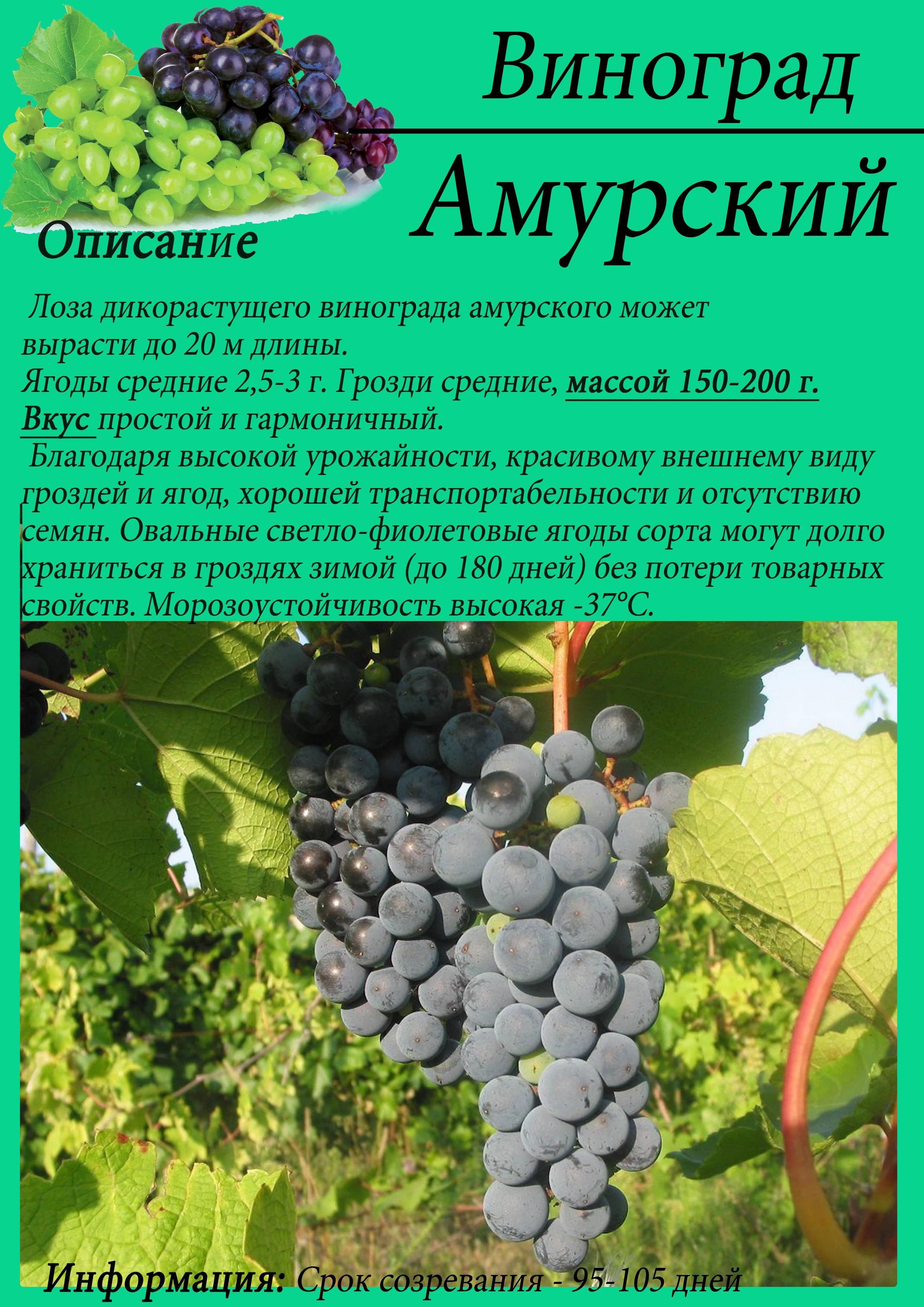 ᐉ амурский потапенко 1 - виноград - roza-zanoza