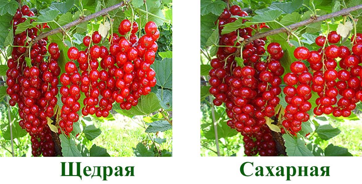 18 сортов красной смородины - лучшие с крупными ягодами