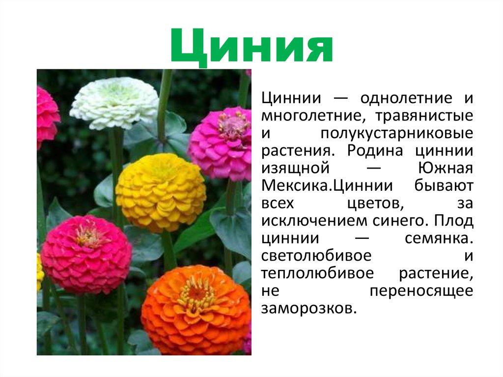 Выращивание циннии из семян: как и когда сажать на рассаду