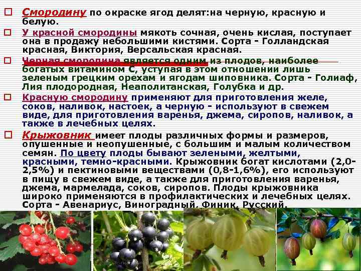 Особенности сорта красной смородины щедрая