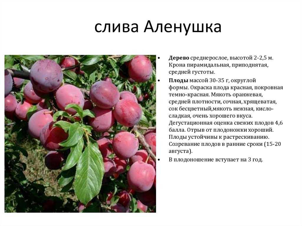 Слива аленушка: отзывы, фото, описание сорта, посадка и уход, особенности выращивания, деревья-опылители, морозостойкость, урожайность