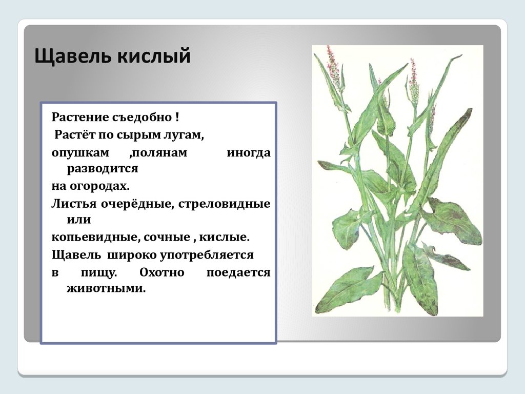Щавель декоративный (щавель кроваво-красный) - посадка и уход,