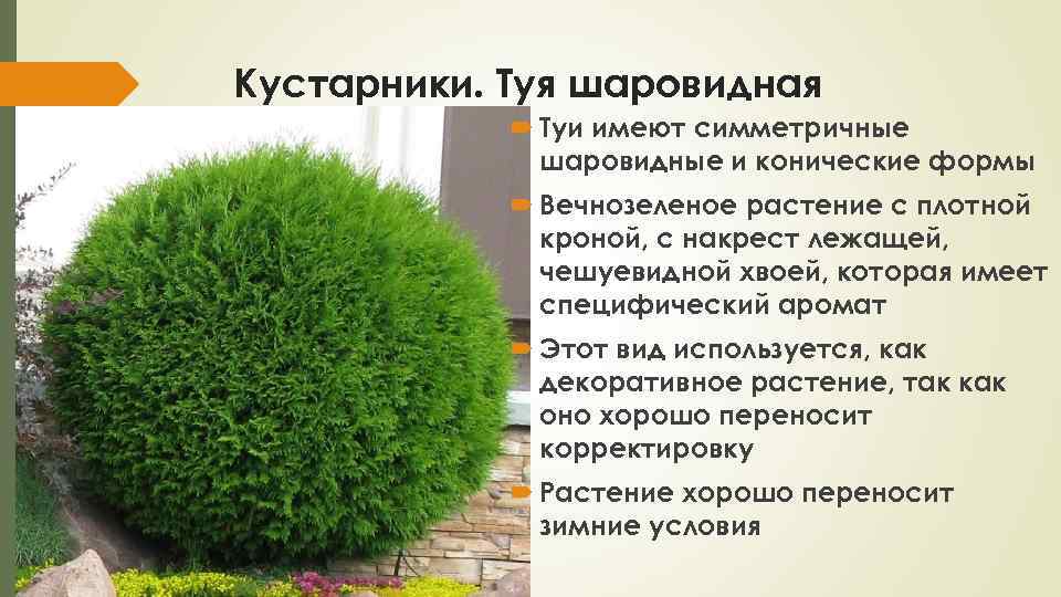 Туя: фото, описание, посадка и уход в открытом грунте