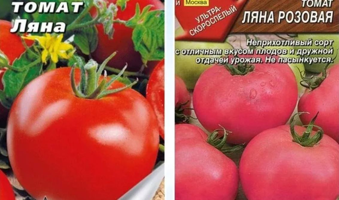 Томаты «ляна» – описание сорта, характеристики и отзывы