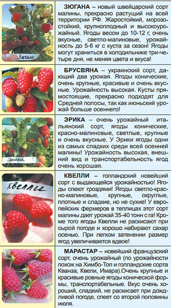 Сорта малины (характеристики и описание): лучшие ранние, среднеспелые, поздние, новые, самые сладкие