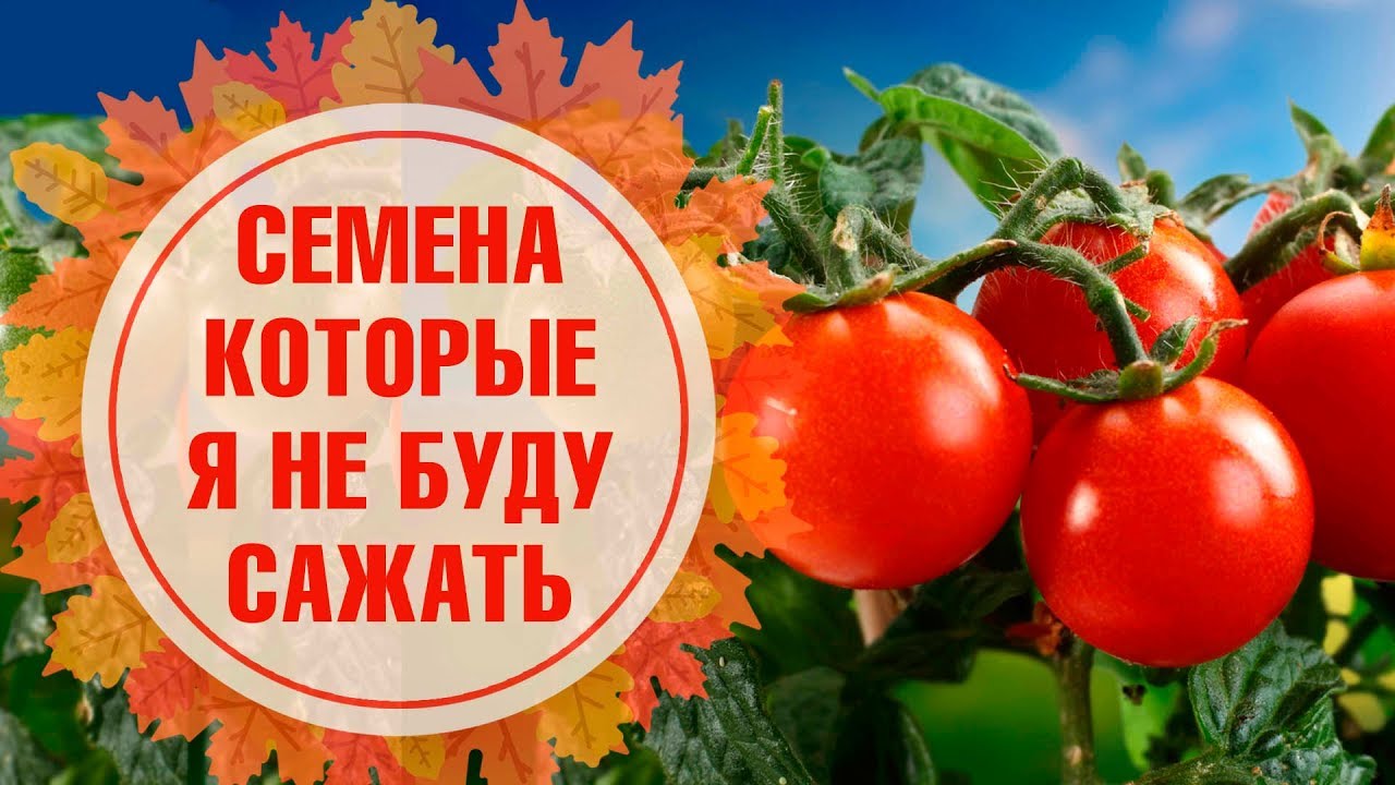 Томат апельсин: характеристика и описание сорта