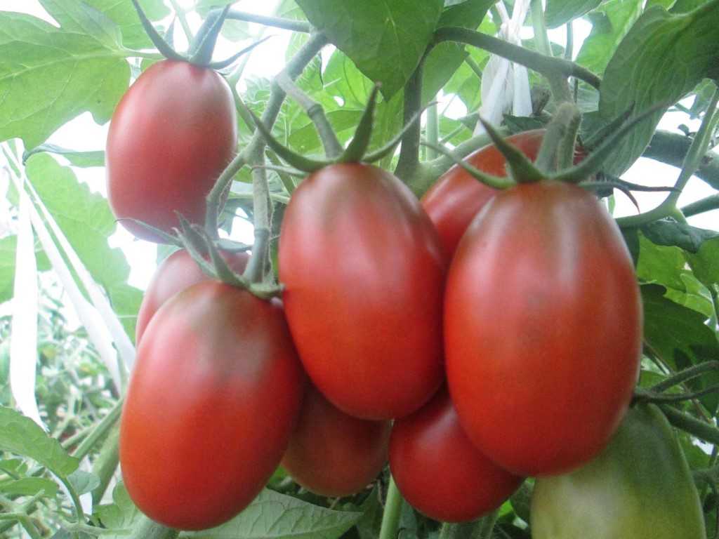 Самоопыляющийся томат шоколадный зайчик: отзывы, фото, урожайность, особенности выращивания