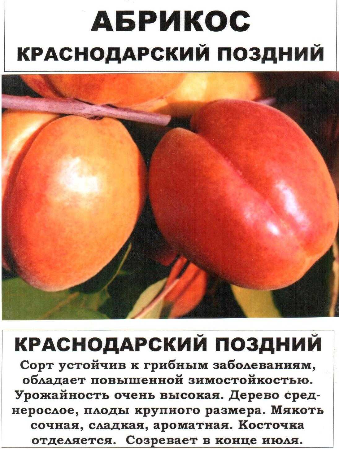 Неприхотливая яблоня юбиляр