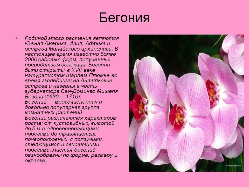 Орхидея ангрекум: уход, содержание и правильный полив. советы для начинающих цветоводов.