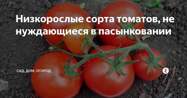 Урожайная новинка — томат йетина мать: обзор и описание сорта, агротехника выращивания