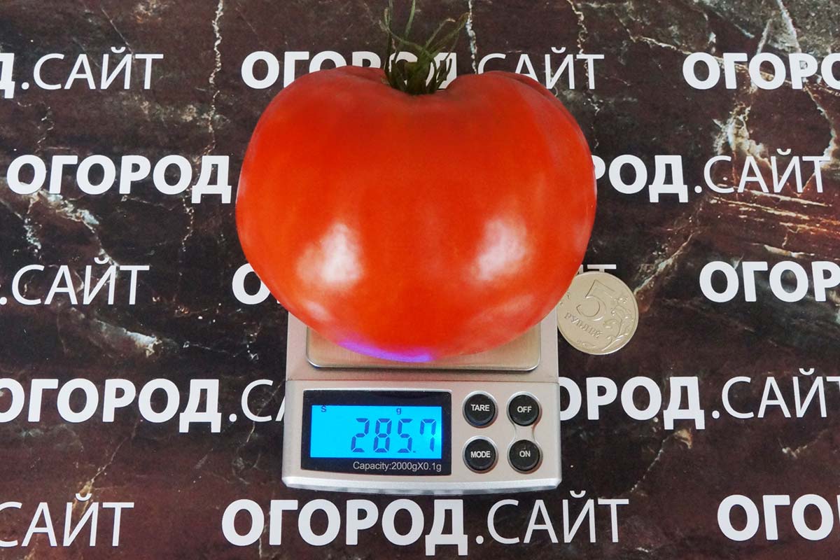 Вкуснейший помидор для любителей крупных плодов: томат «король гигантов» — как вырастить самостоятельно и куда применить