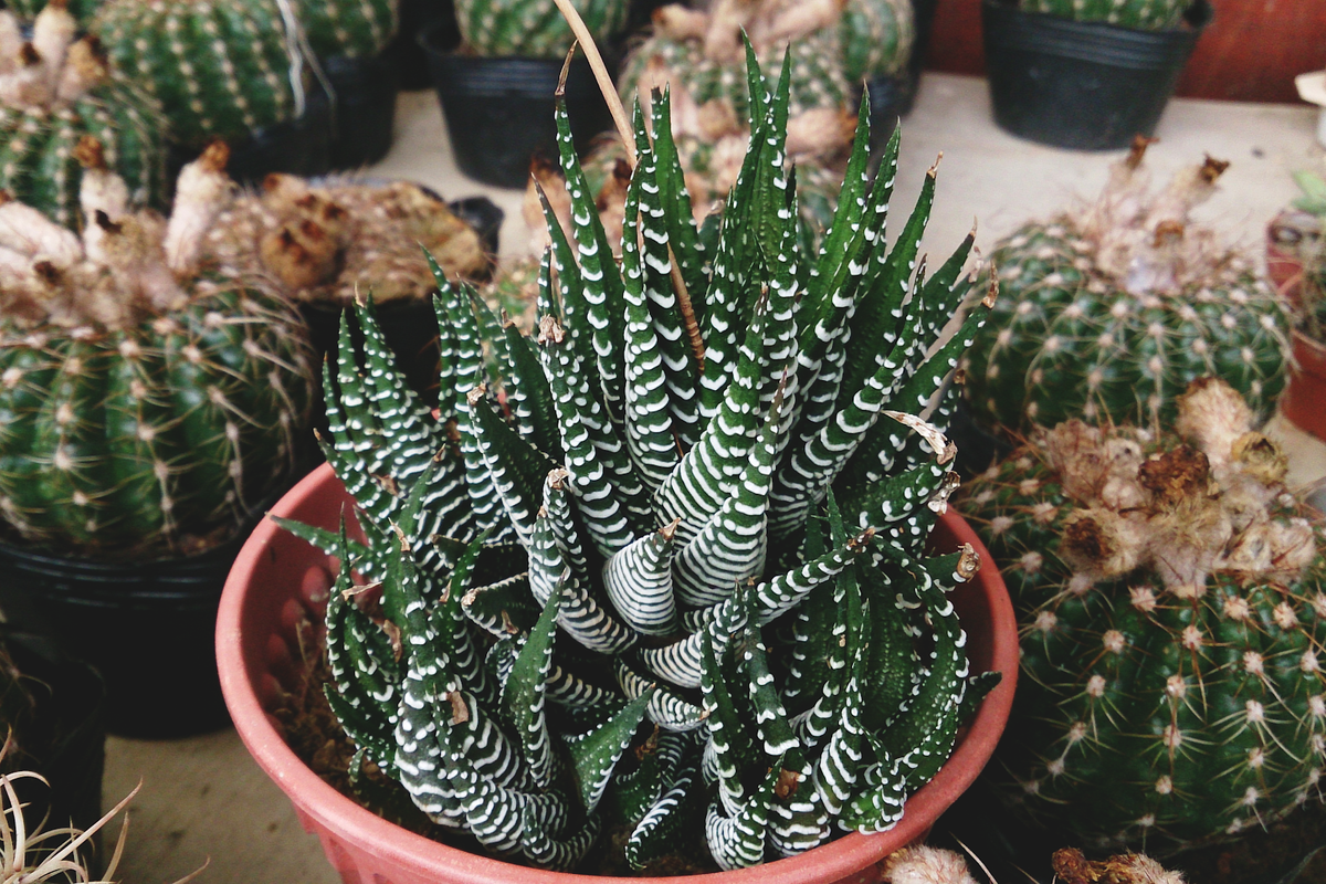 Опунция мелковолосистая (opuntia microdasys): описание кактуса, уход в домашних условиях и в открытом грунте, особенности размножения, а также фото растениядача эксперт