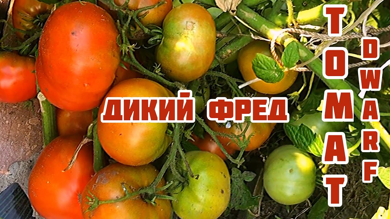Томат дикий фред - характеристика и описание сорта, фото, выращивание, урожайность, отзывы