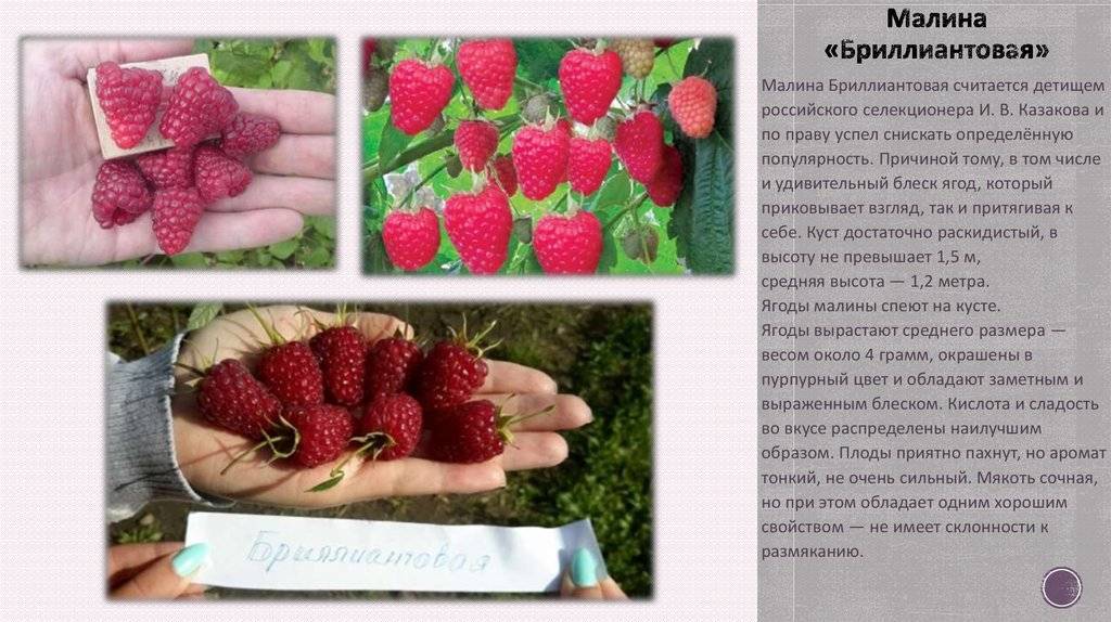 Сорта малины (характеристики и описание): лучшие ранние, среднеспелые, поздние, новые, самые сладкие