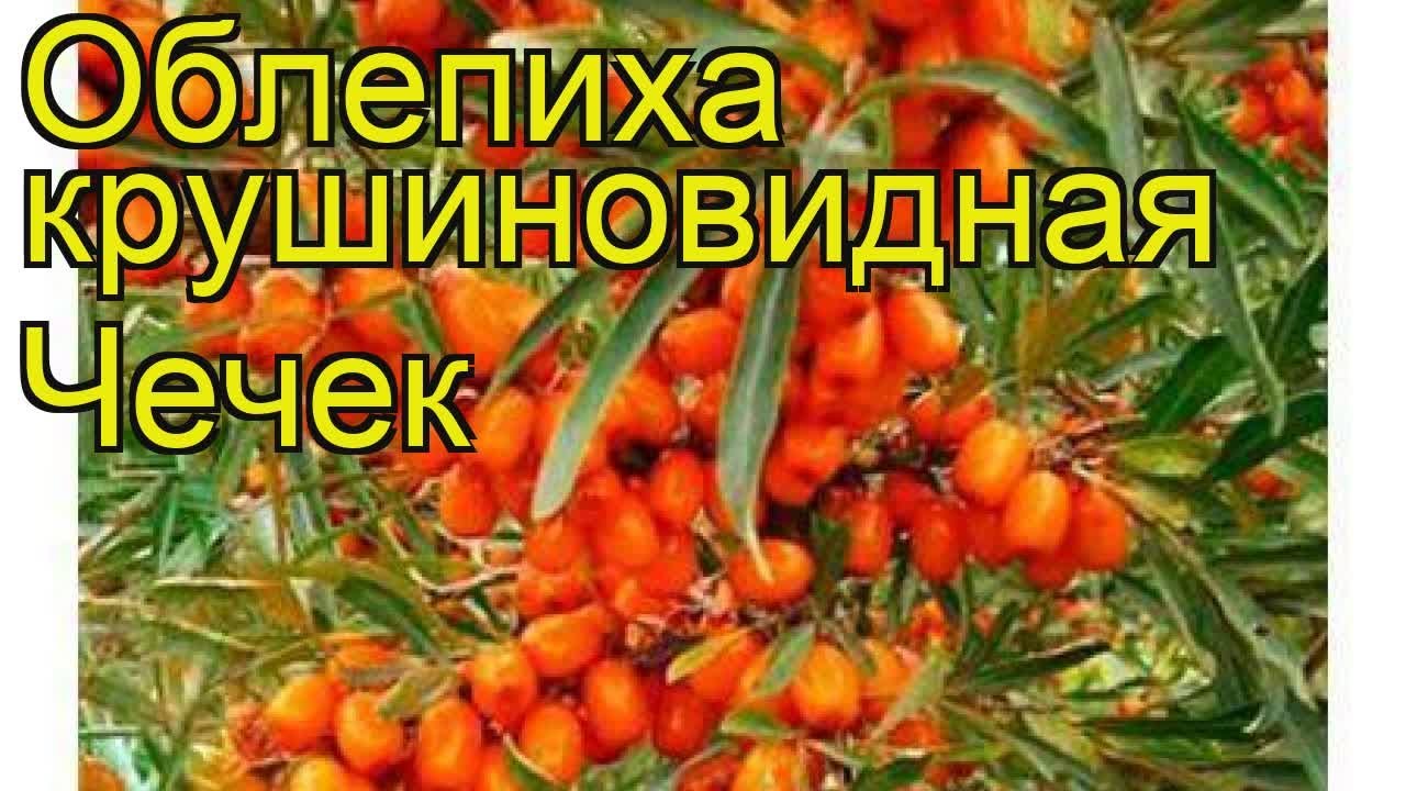 Облепиха — выбираем правильный сорт