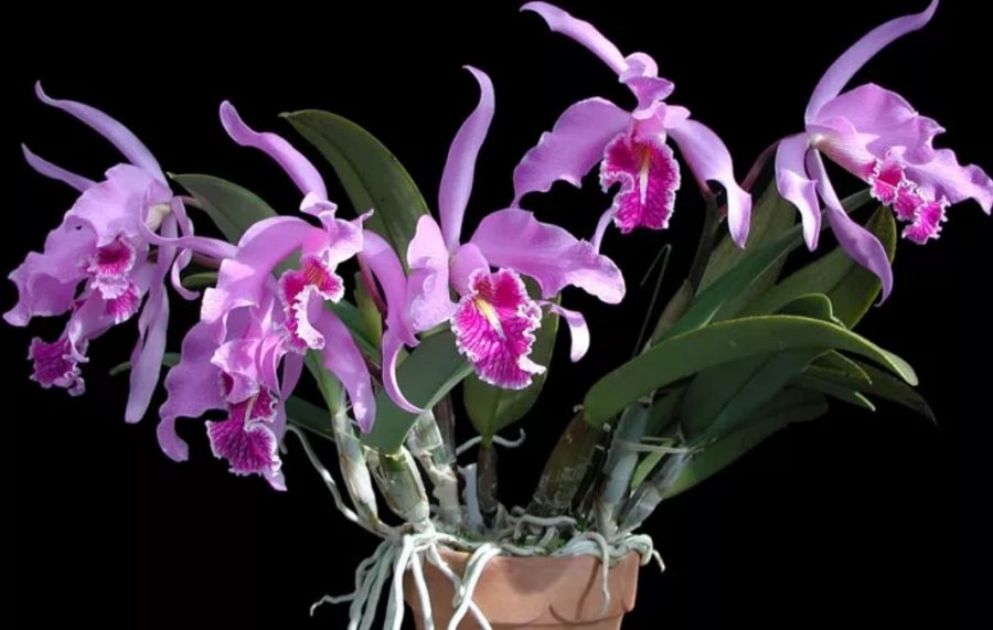 Каттлея: орхидея cattleya, уход и выращивание в домашних условиях, 22 фото цветка