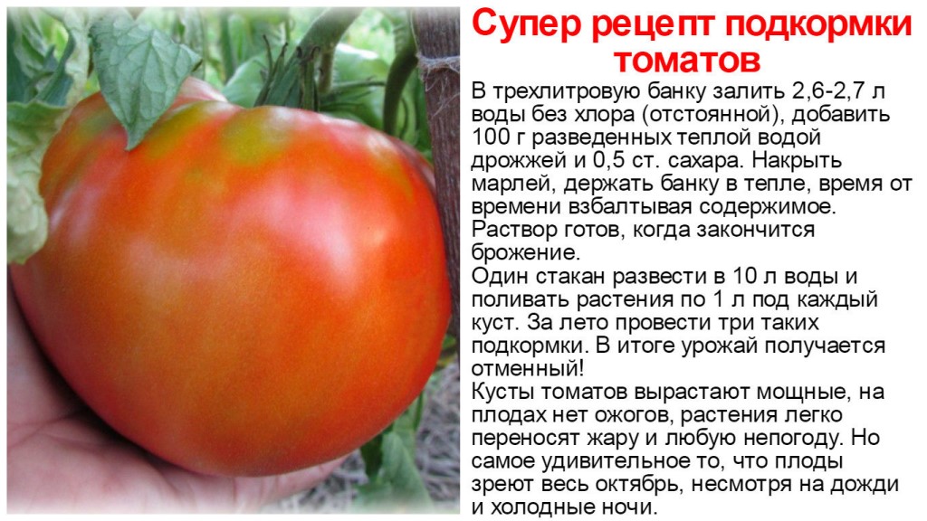 Обзор сортов томатов для выращивания на урале – есть из чего выбрать
