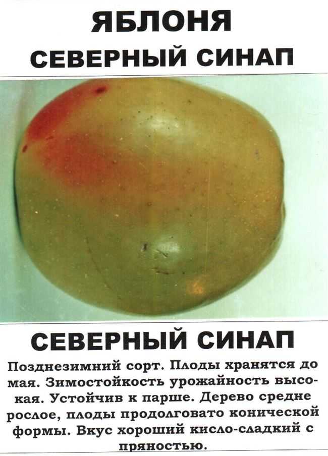 Яблоня синап: описание сорта, фото, отзывы, виды, сроки сбора