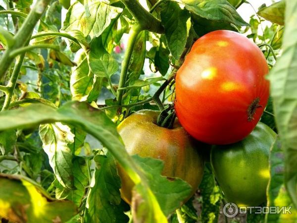 Томат сибирский гигант: характеристика и описание сорта, урожайность с фото