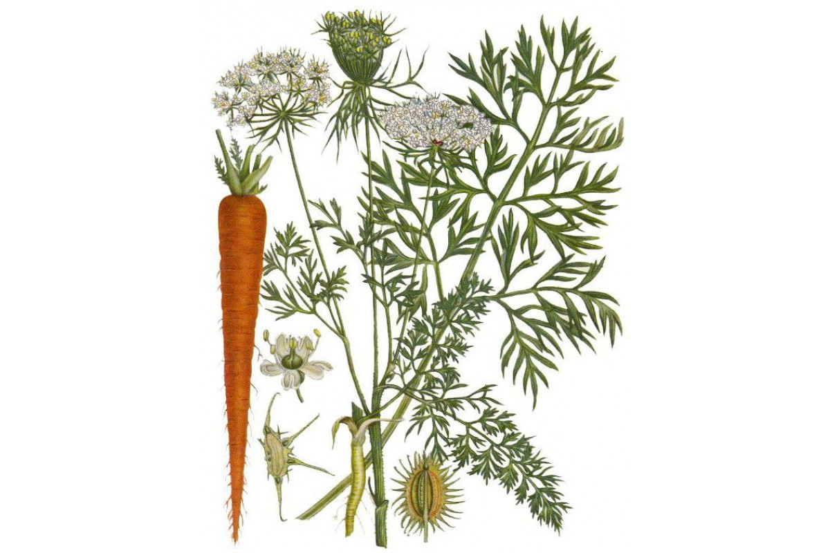 Морковь дикая, морковь обыкновенная. daucus carota l.