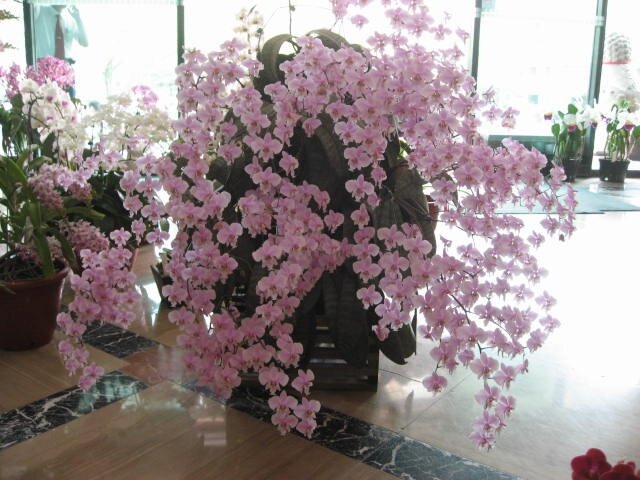 Renanthera kalsom (red dragon) orchid: specifications, care
