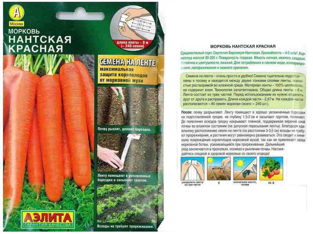 Морковь нантская 4: характеристика и описание сорта, посадка и уход