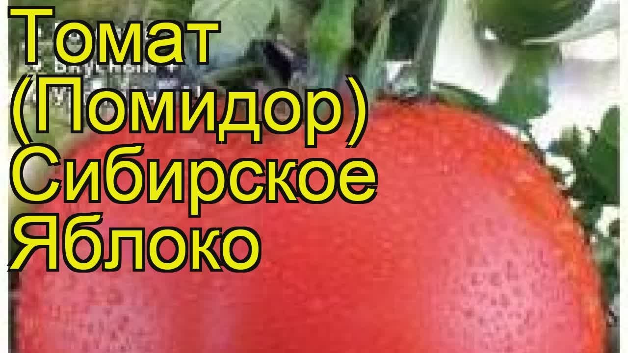Томат сибирское яблоко: характеристика, отзывы, описание, фото