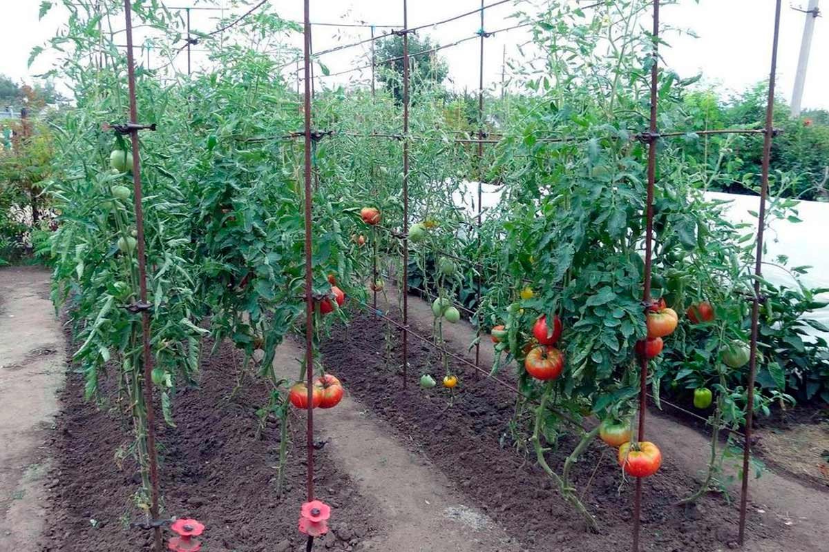 Описание раннеспелых томатов сорта июньский и агротехника культивирования
