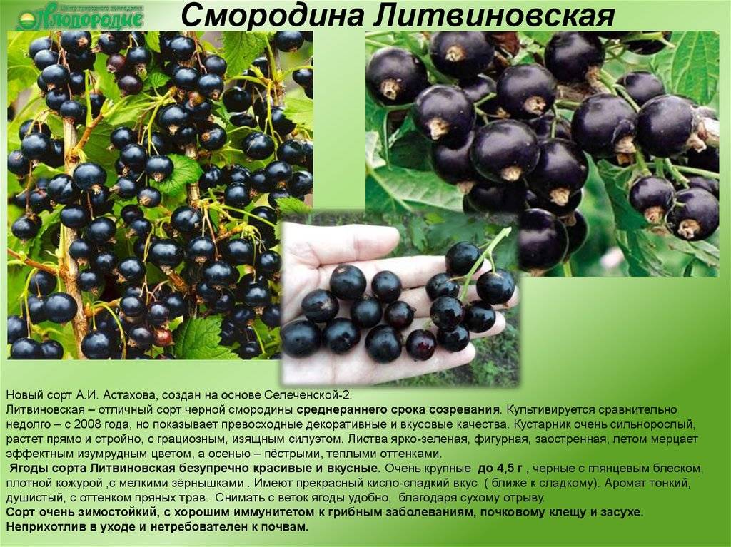 Смородина селеченская, селеченская 2: описание сортов, фото, отзывы