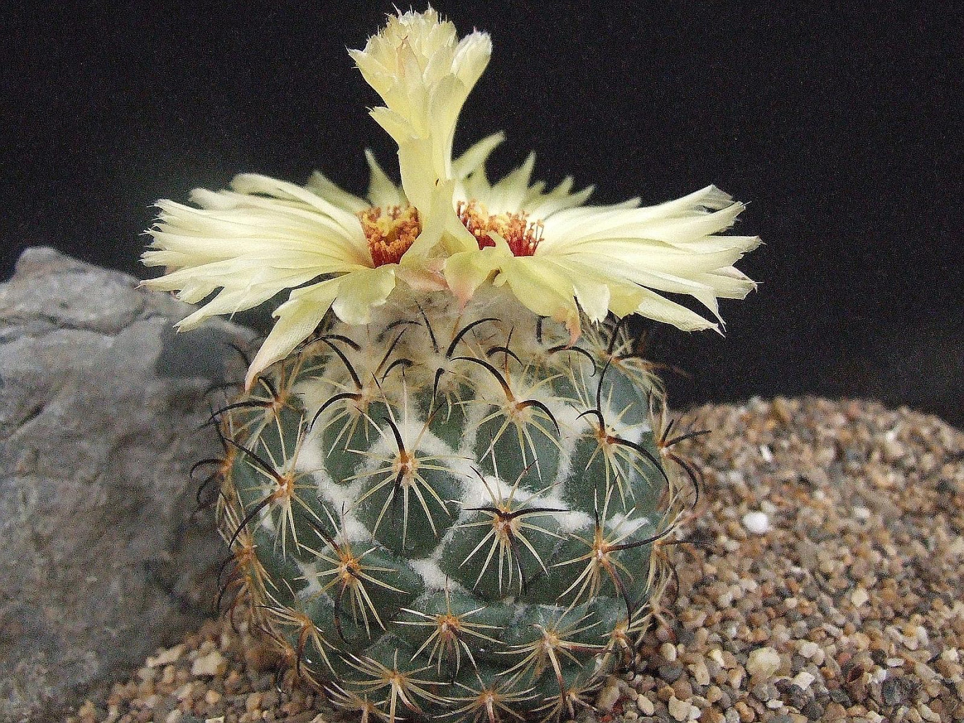 Coryphantha - giromagi cactus and succulents