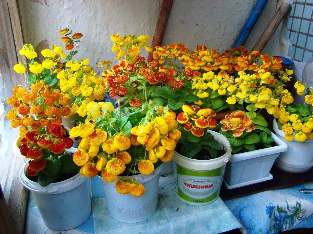 Кальцеолярия – уход в домашних условиях | floravdome.ru