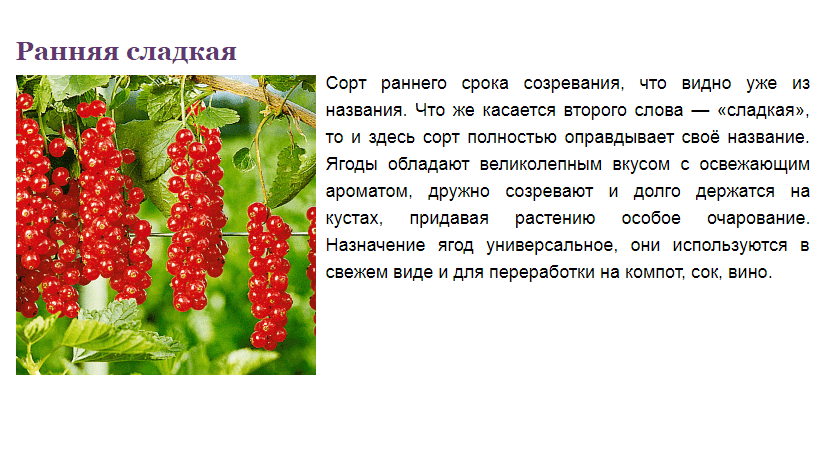 Урожайные и крупноплодные сорта красной смородины