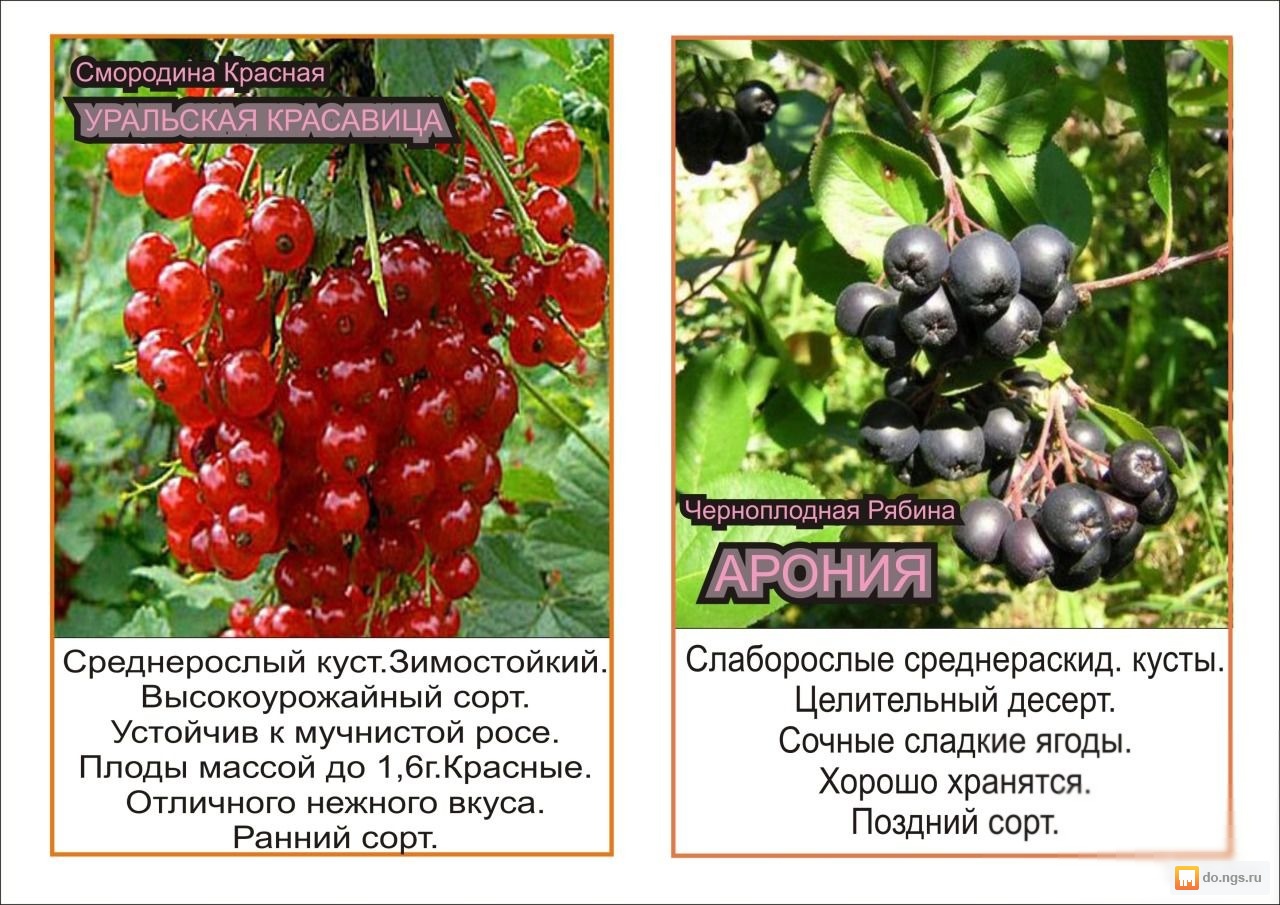 Смородина душистая посадка и уход