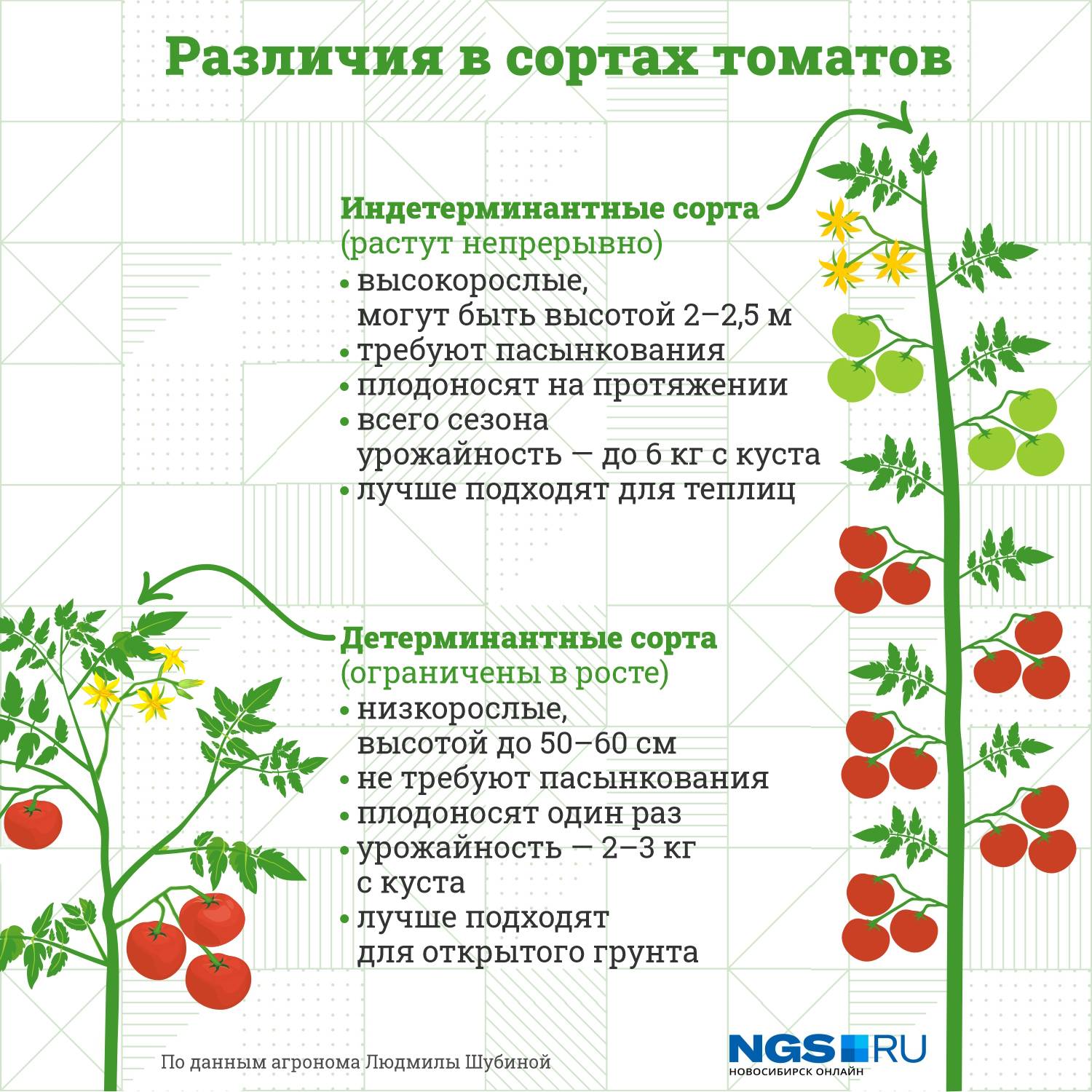 Описание и характеристика сорта Среднеранний, индетерминантный, очень урожайный, редкий сорт томата для теплиц и открытого грунта