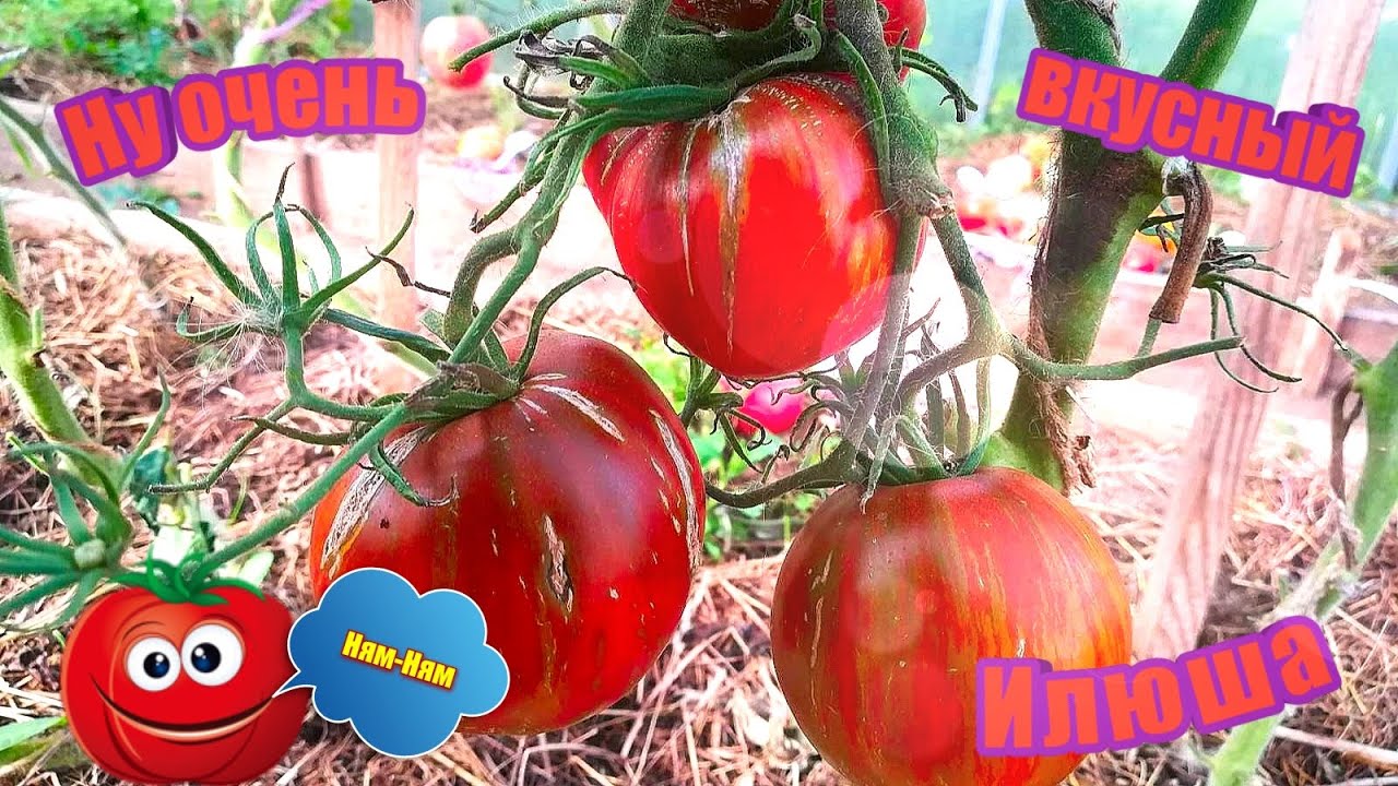 Томат 33 богатыря: характеристика и описание, отзывы, фото, урожайность сорта